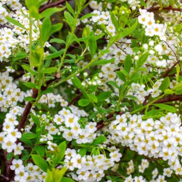 Spiraea vanhouttei