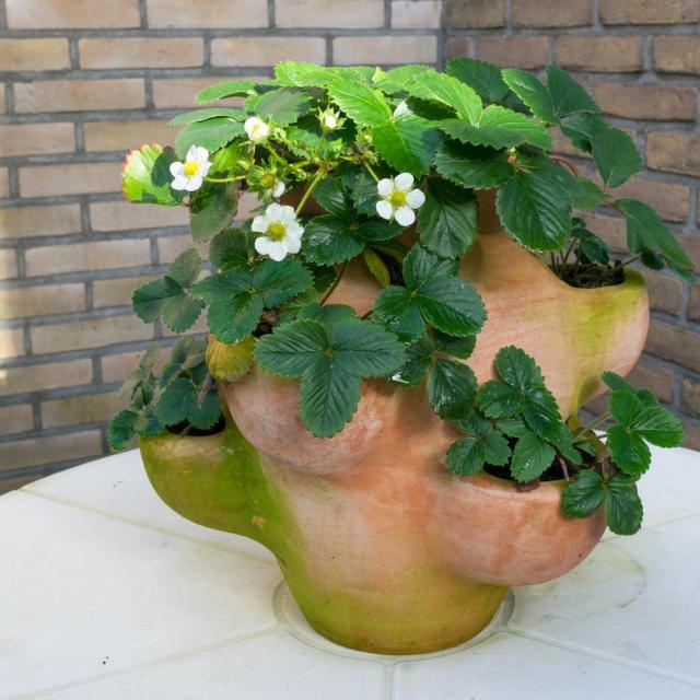 Strawberry pot 42