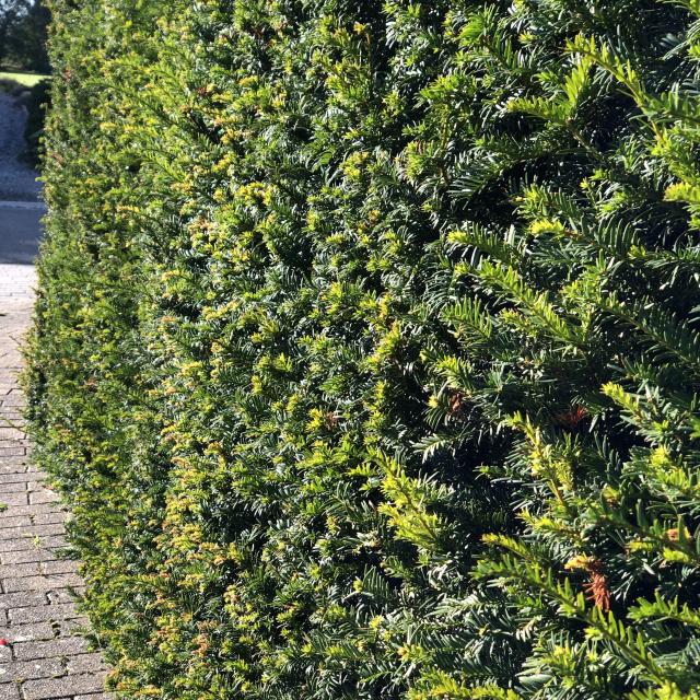 Taxus baccata