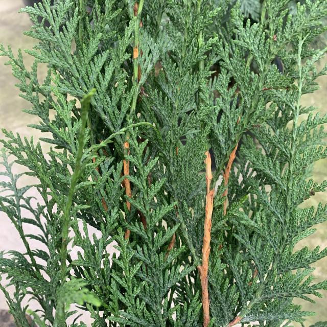 Thuja plicata 'Atrovierens'