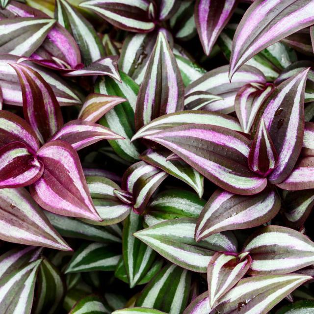 Tradescantia 'Quadricolor''