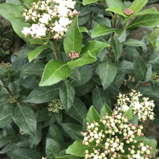 Viburnum tinus