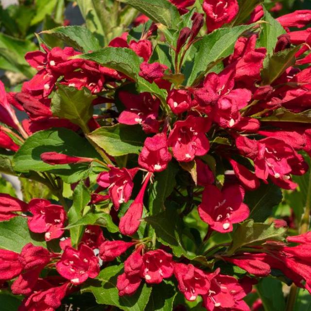 Weigela 'Red Prince'