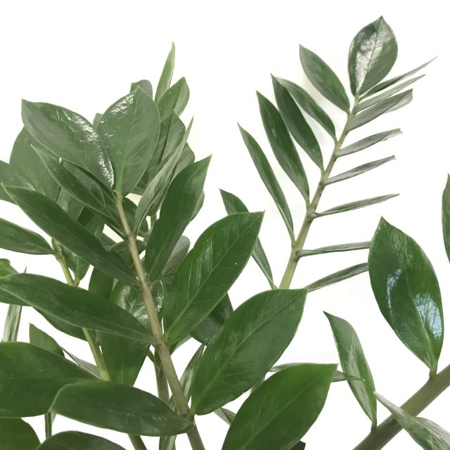 Zamioculcas zamifolia